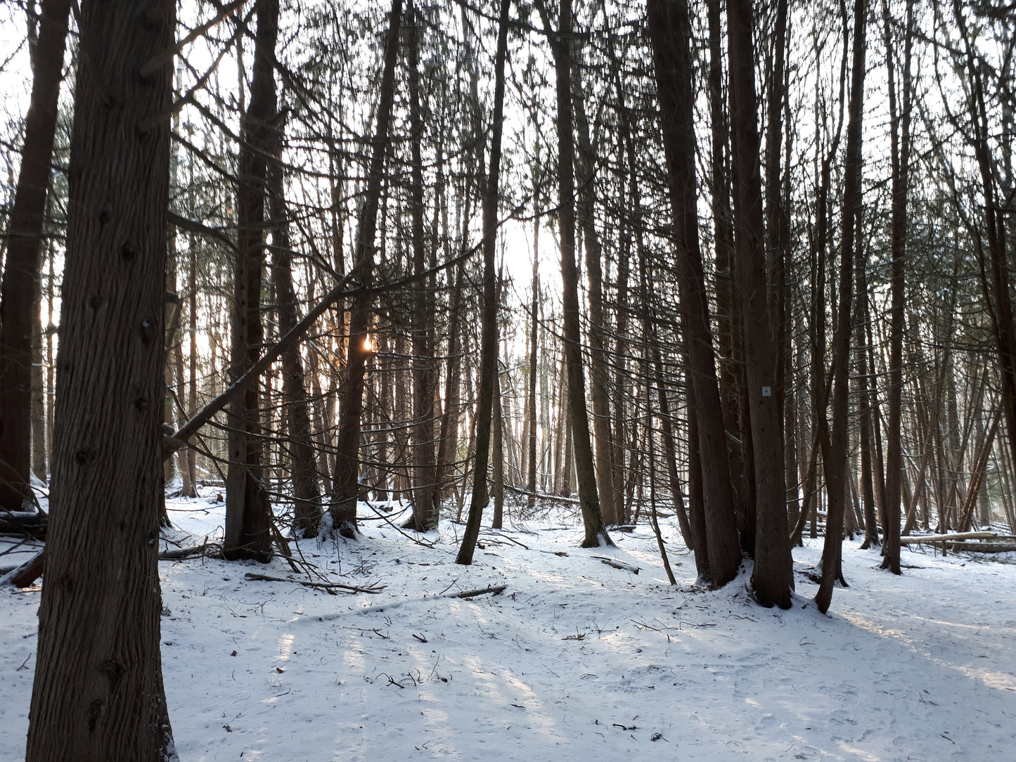 Winter Rest Meditation