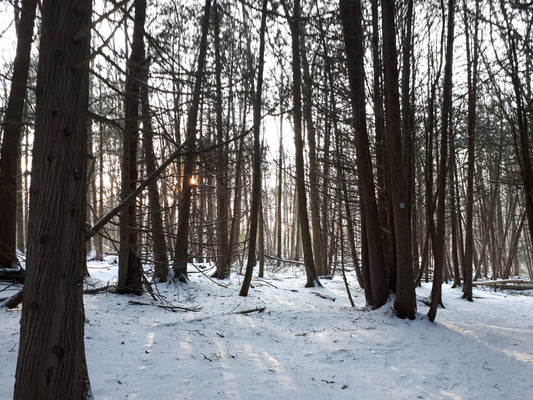 Winter Rest Meditation